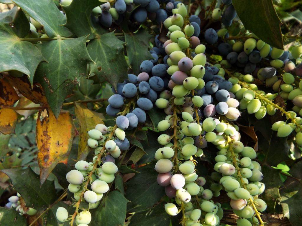 Mahonia bealei (Berberidaceae)